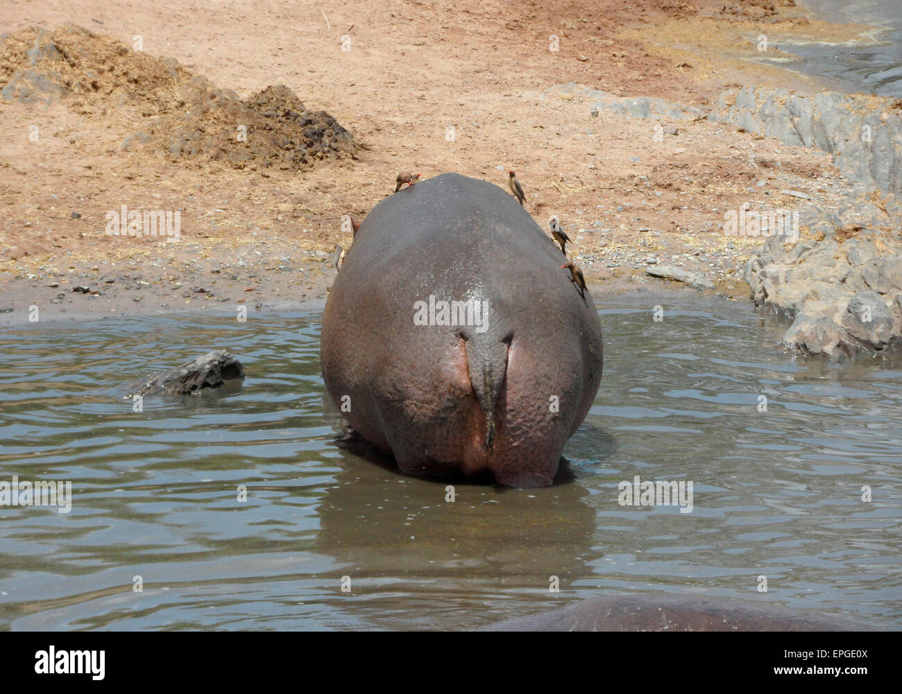 FEBRUARY 2012 - TANZANIA: Hippo, Tanzania, Africa. Stock Photo