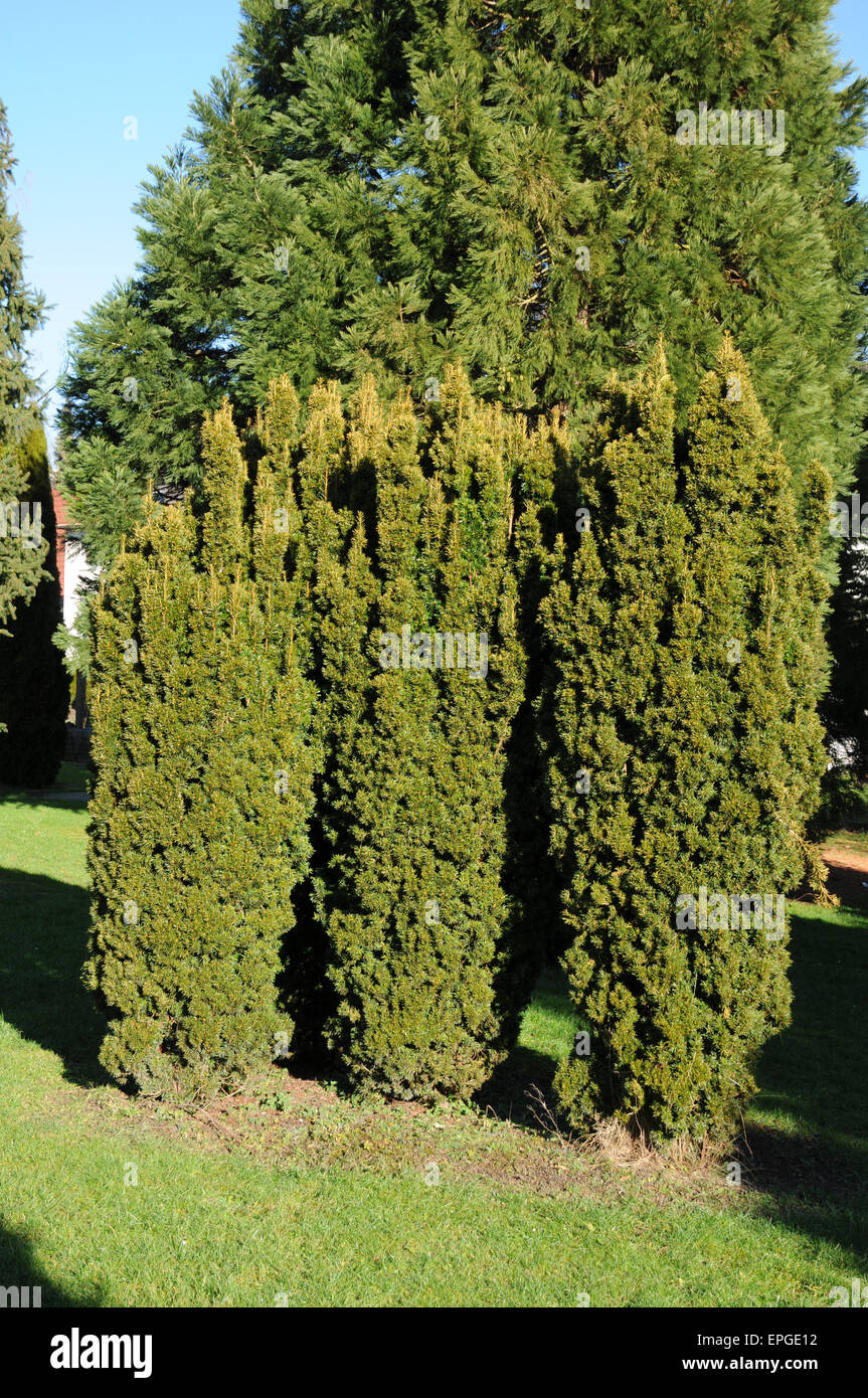 Fastigiate yew Stock Photo