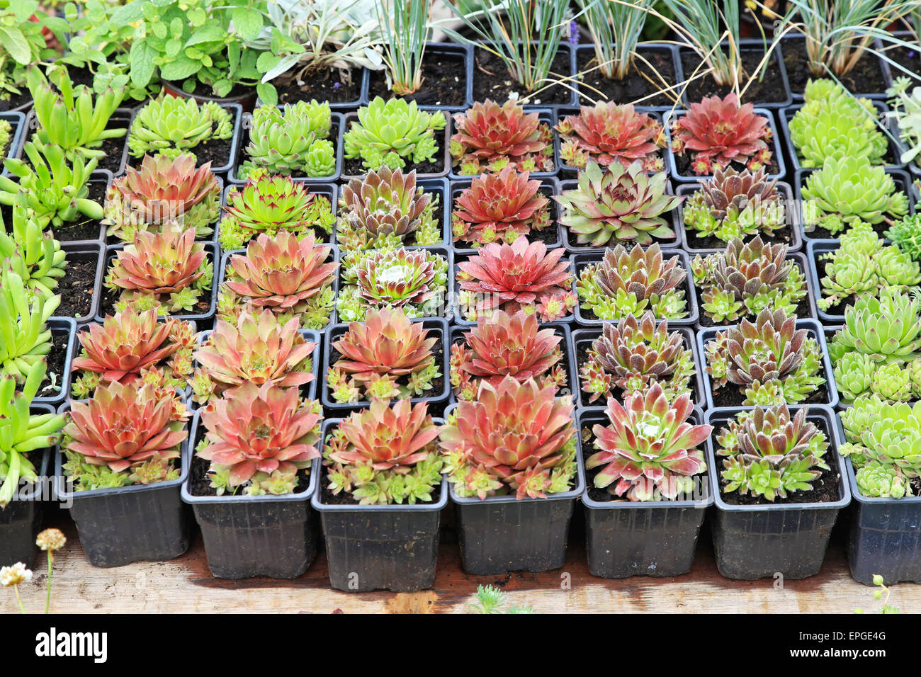 Garden Centre Pot Plants High Resolution Stock Photography and Images ...