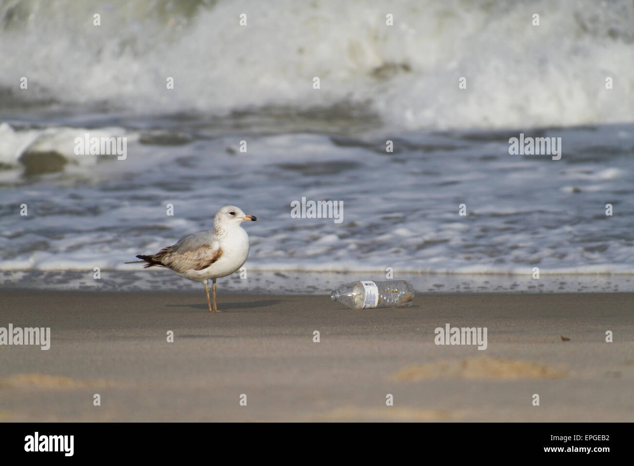 A seagull stands next to a plastic bottle washed up on the beach by the tide Stock Photo