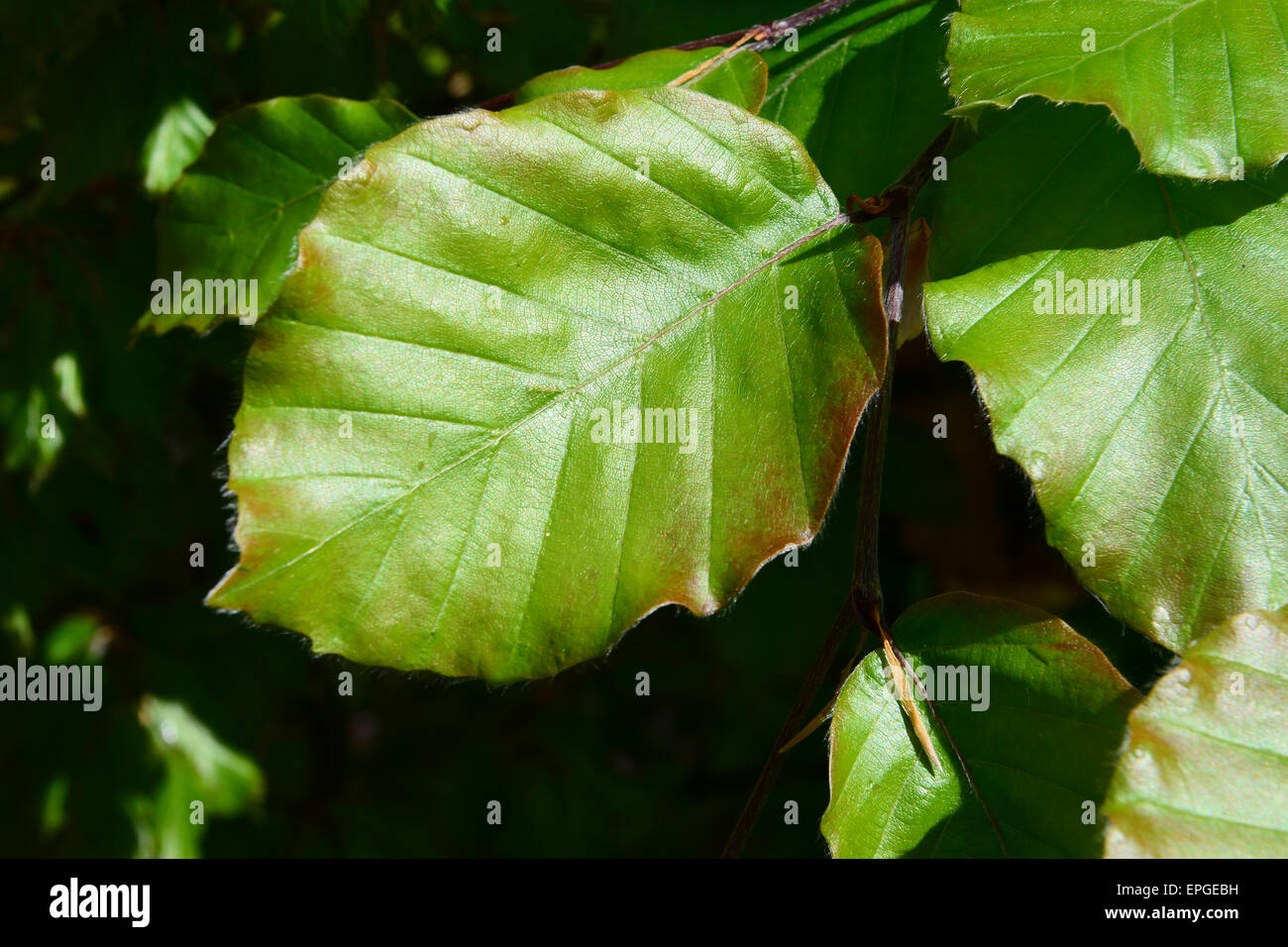 beech leaf copper beech green Stock Photo