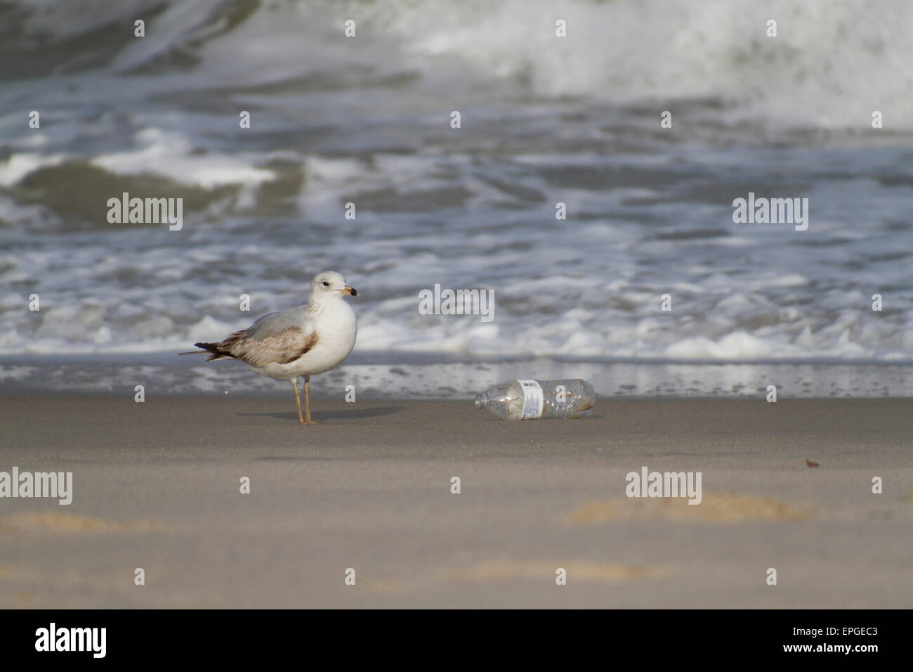A seagull stands next to a plastic bottle washed up on the beach by the tide Stock Photo