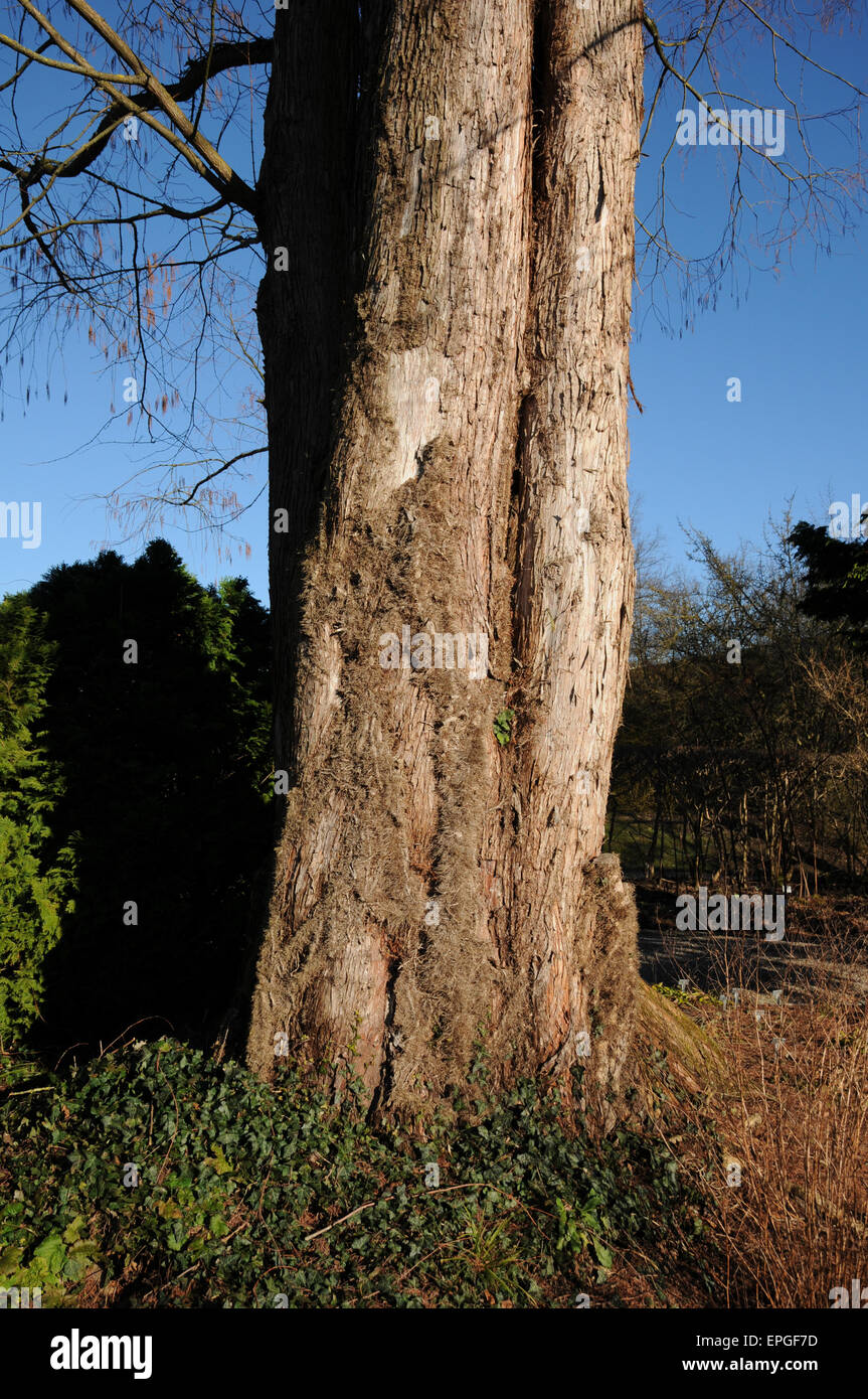 Chinese redwood hi-res stock photography and images - Alamy