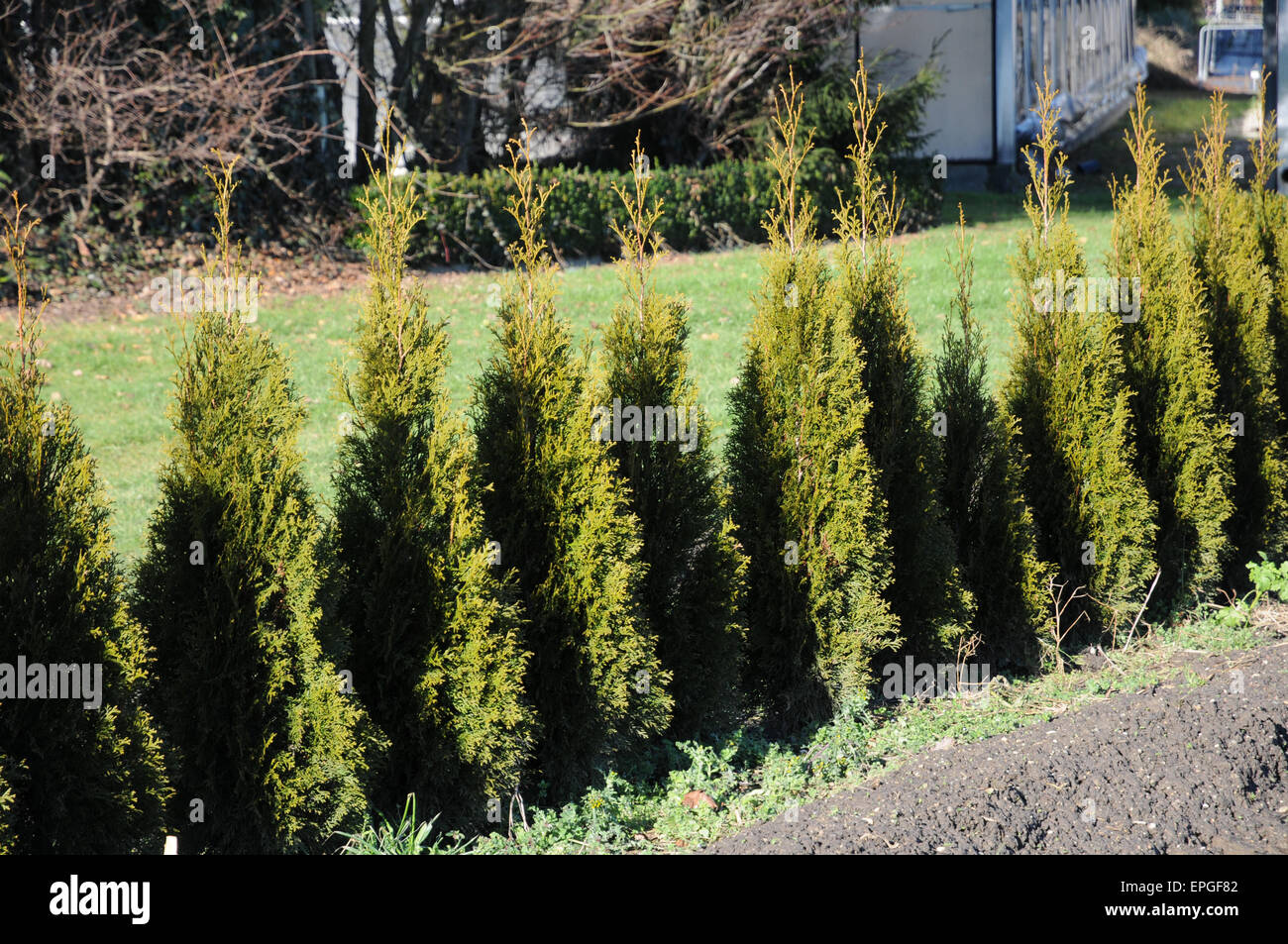 Thuja occidentalis Smaragd, hedge Stock Photo