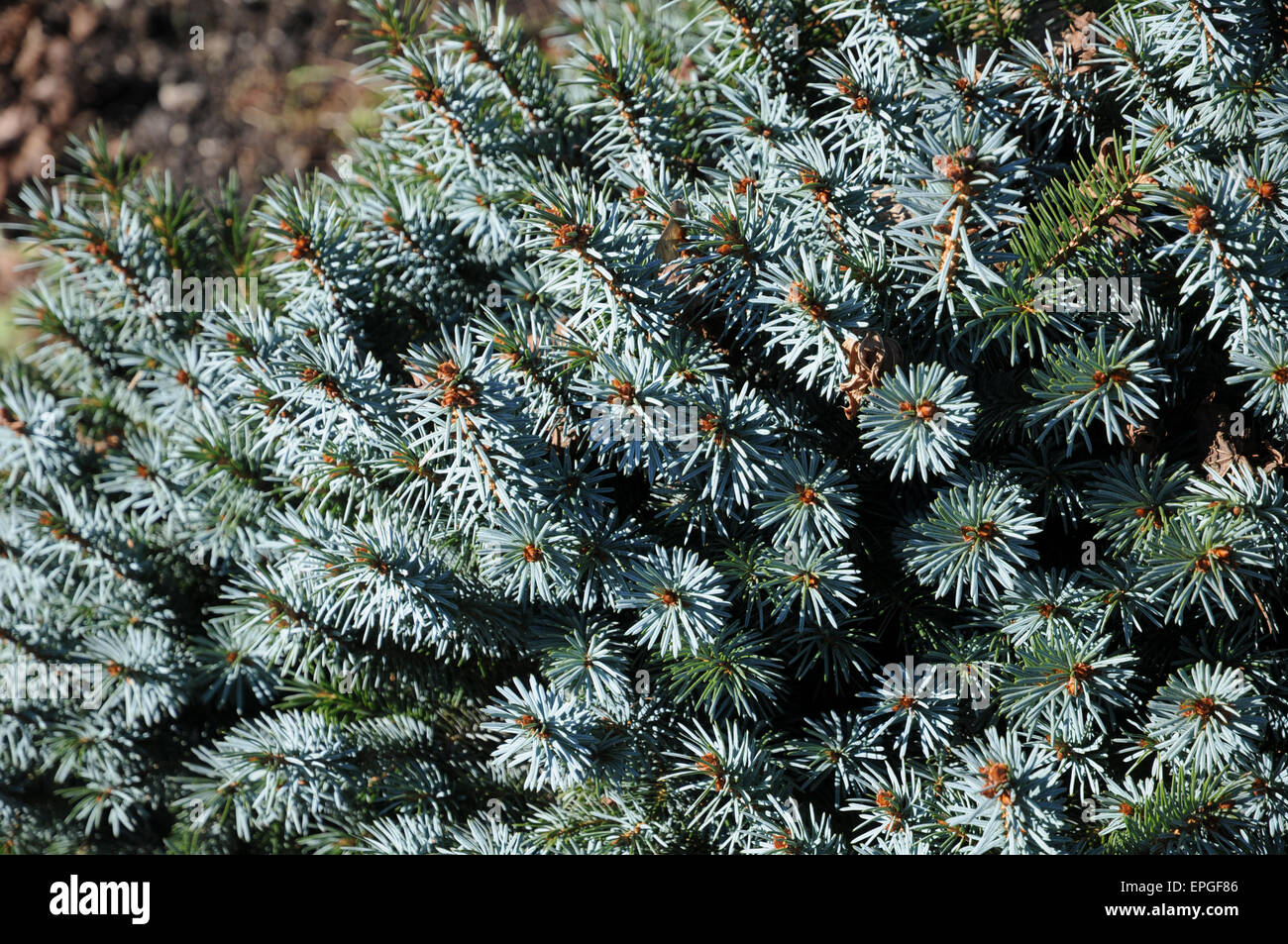 Dwarf sitka spruce Stock Photo