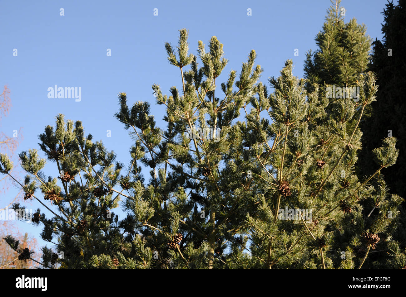 Five needle pine hi-res stock photography and images - Alamy