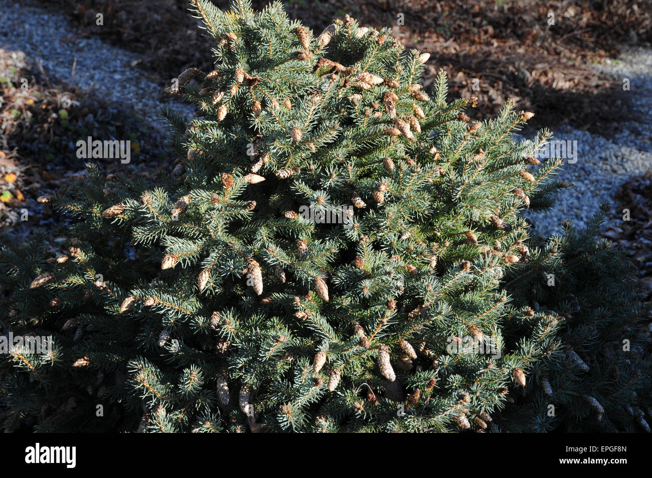 Dwarf blue spruce Stock Photo
