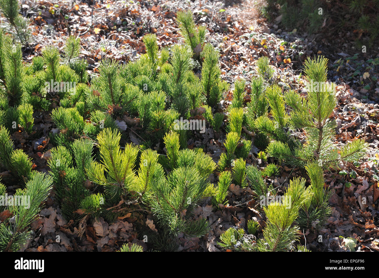 Mountain pine Stock Photo