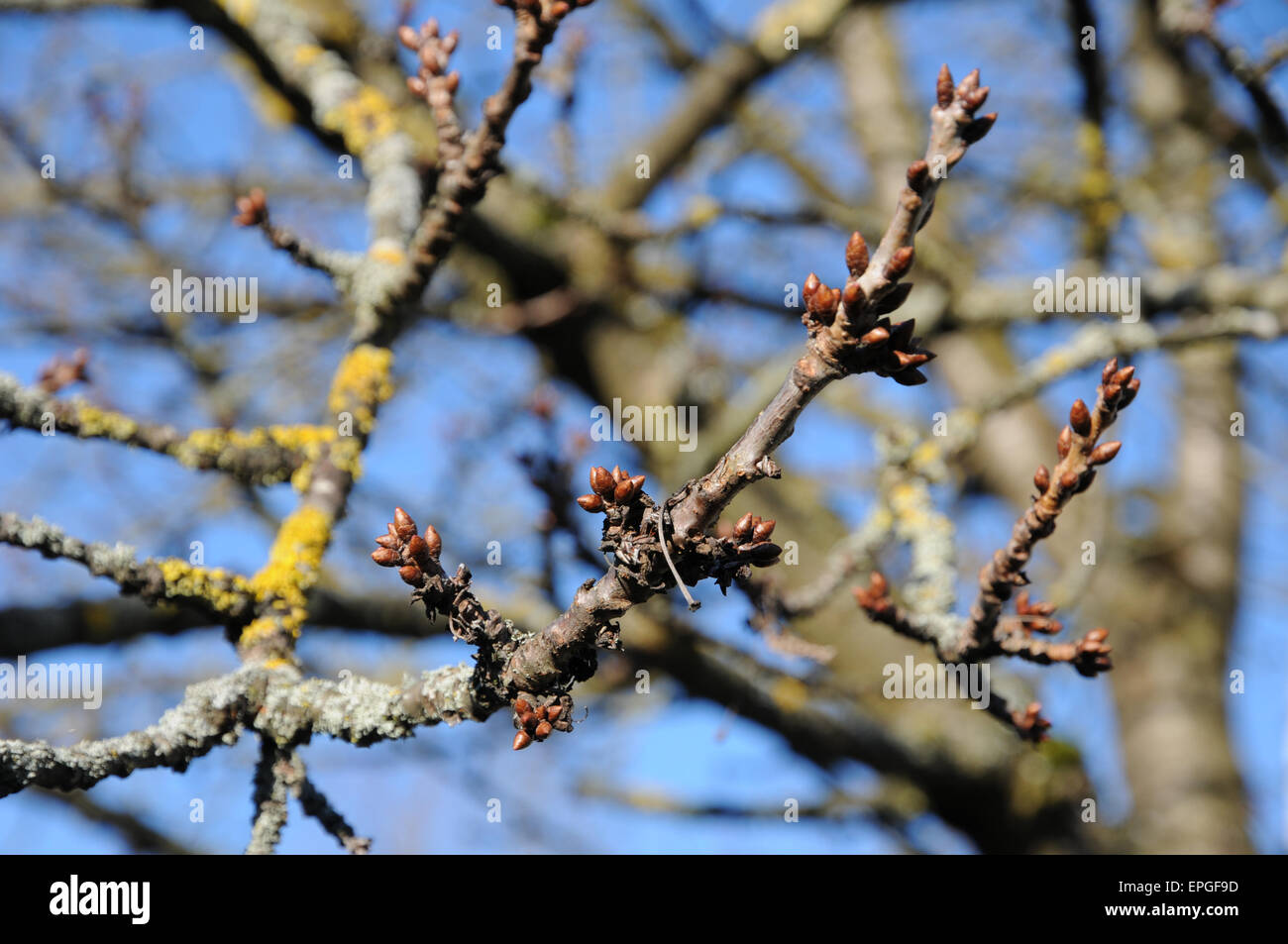 Weeping Cherry Tree Fruit atelieryuwa.ciao.jp