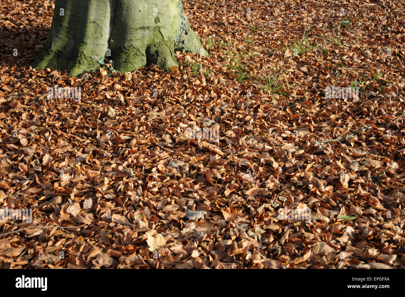 Beech-leaves in autumn Stock Photo