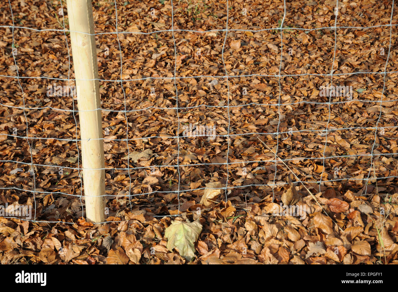 Medal fence Stock Photo