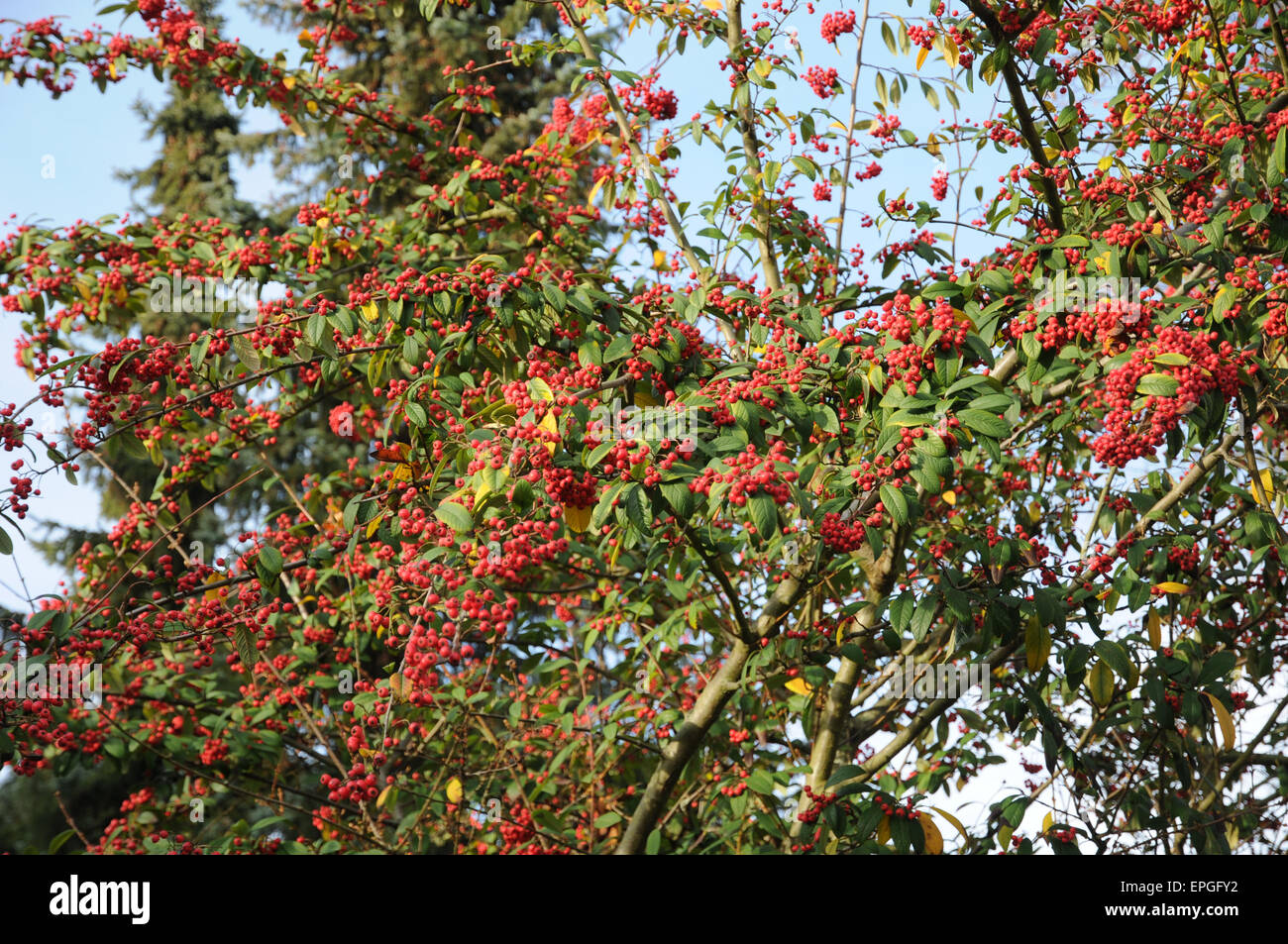 Willow leaved cotoneaster Stock Photo