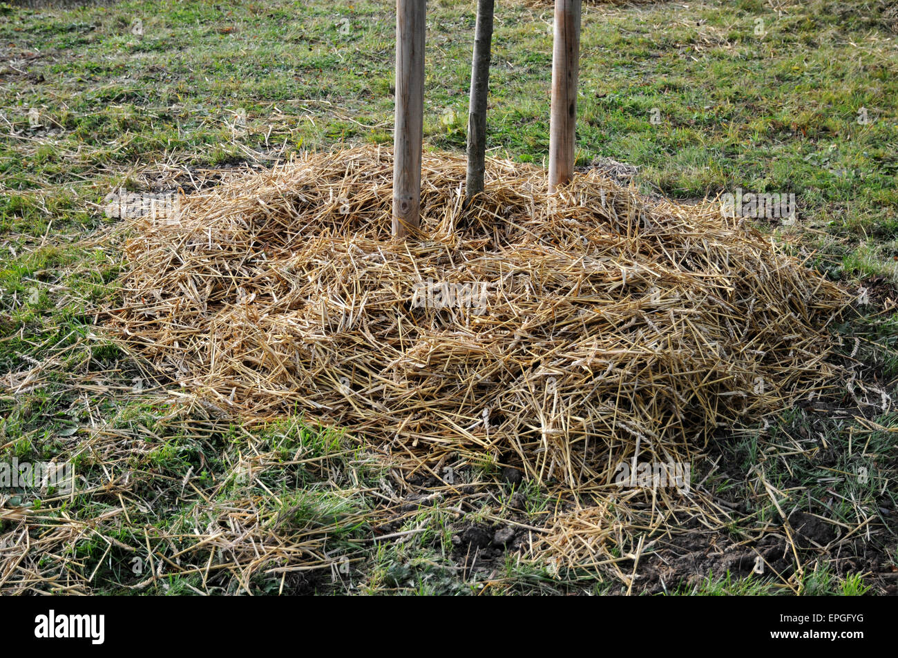 Straw mulch hires stock photography and images Alamy