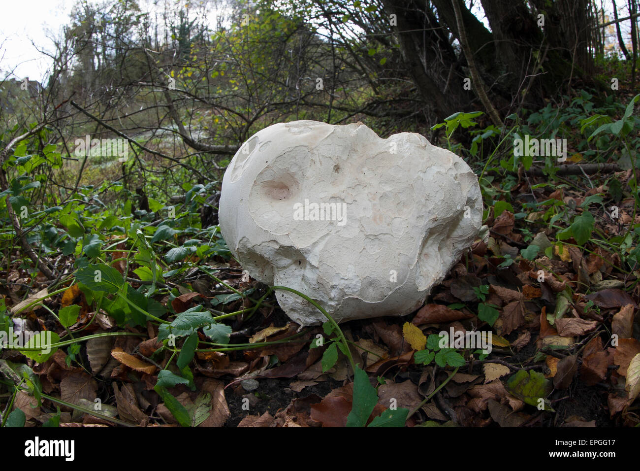 Giant puffball, puffball mushroom, Riesenbovist, Riesen-Bovist, Riesen-Stäubling, Calvatia gigantea, Langermannia gigantea Stock Photo
