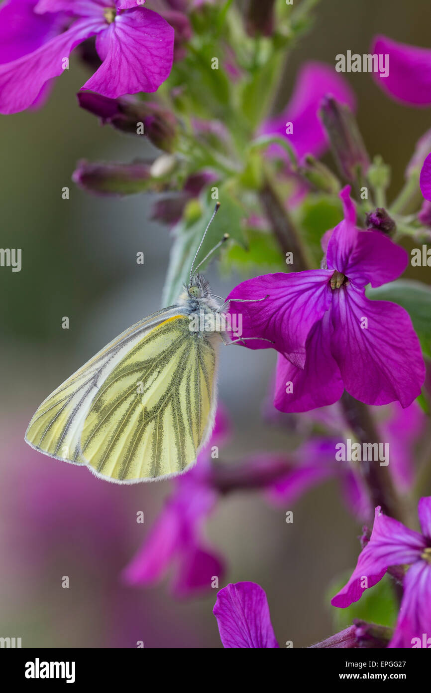 Green-veined White, Green Veined White, Raps-Weißling, Rapsweissling, Grünader-Weißling, Pieris napi, Pieris napae Stock Photo