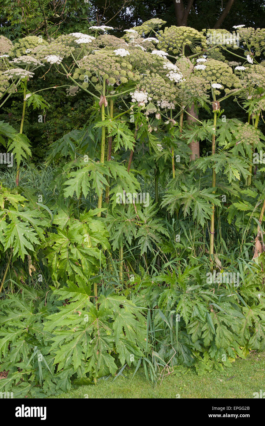 Giant hogweed, giant cow parsnip, Riesen-Bärenklau, Riesenbärenklau, Herkulesstaude, Heracleum mantegazzianum, H. giganteum Stock Photo