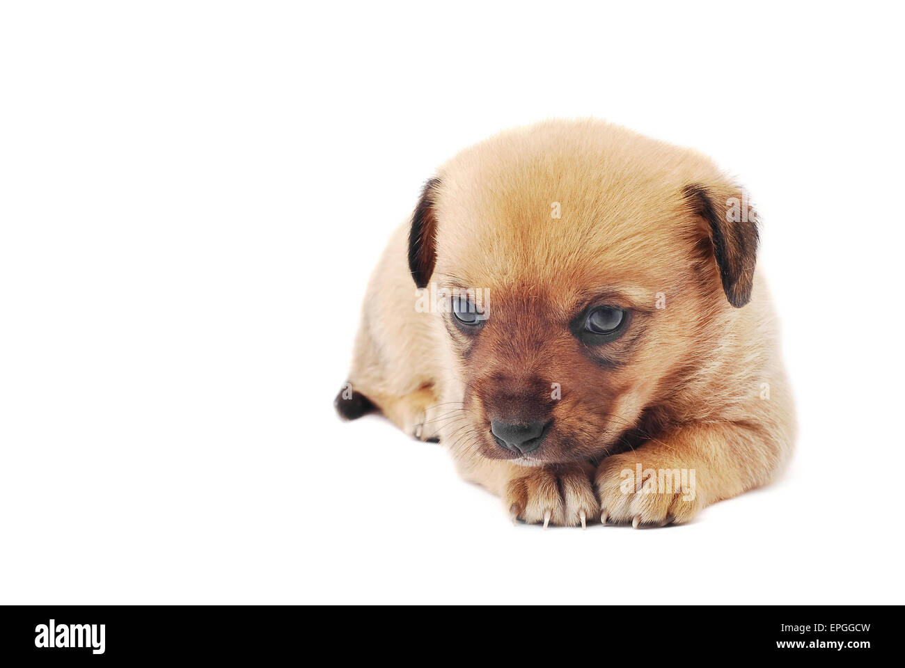 Cute sad cheap puppy