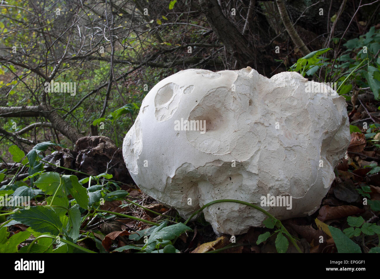 Giant puffball, puffball mushroom, Riesenbovist, Riesen-Bovist, Riesen-Stäubling, Calvatia gigantea, Langermannia gigantea Stock Photo