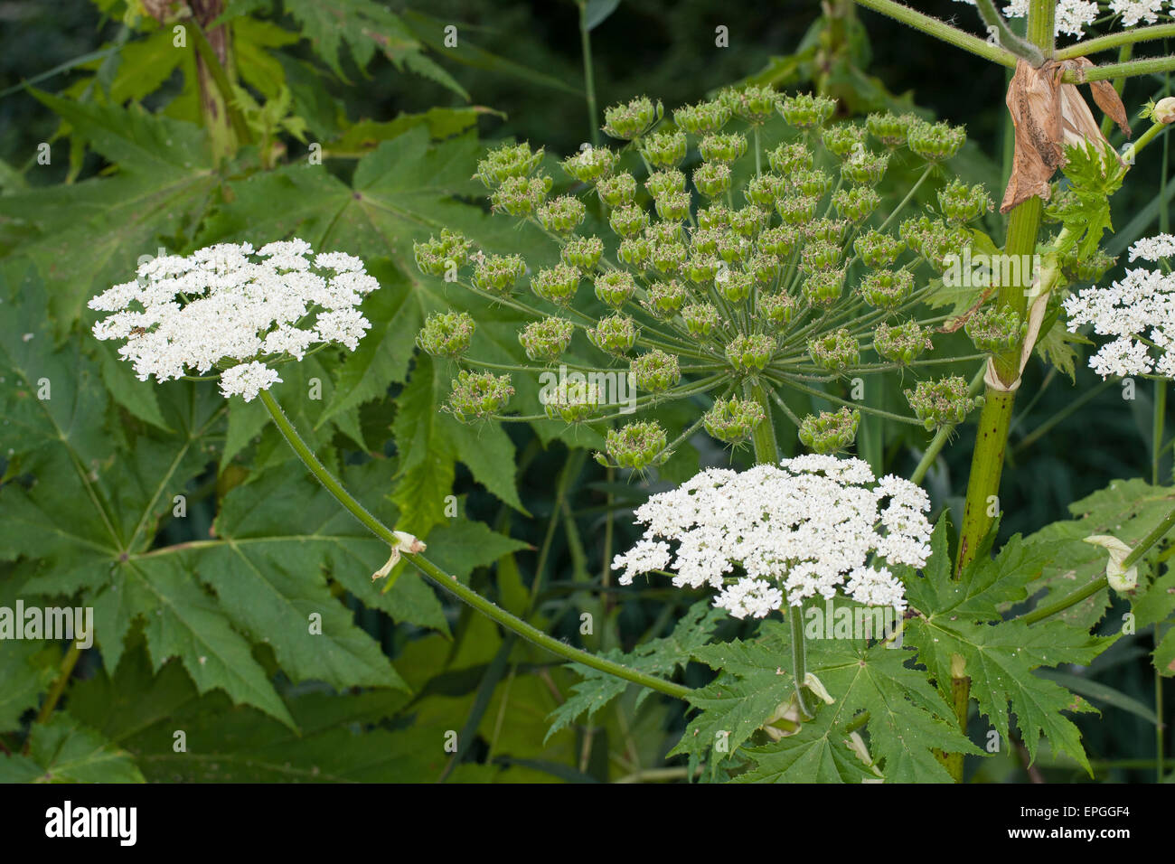 Giant hogweed, giant cow parsnip, Riesen-Bärenklau, Riesenbärenklau, Herkulesstaude, Heracleum mantegazzianum, H. giganteum Stock Photo