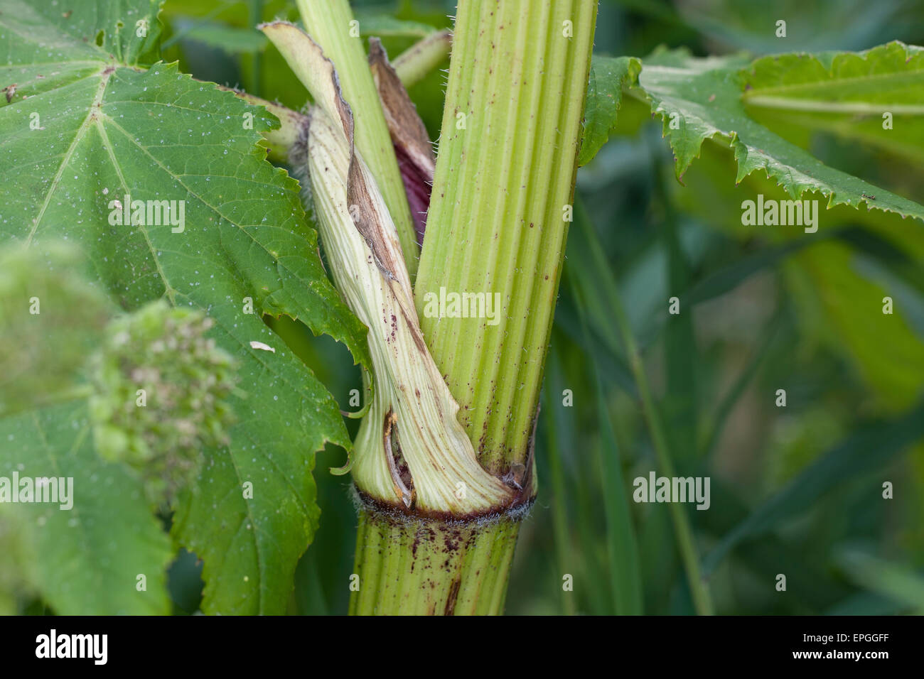 Giant hogweed, giant cow parsnip, Riesen-Bärenklau, Riesenbärenklau, Herkulesstaude, Heracleum mantegazzianum, H. giganteum Stock Photo