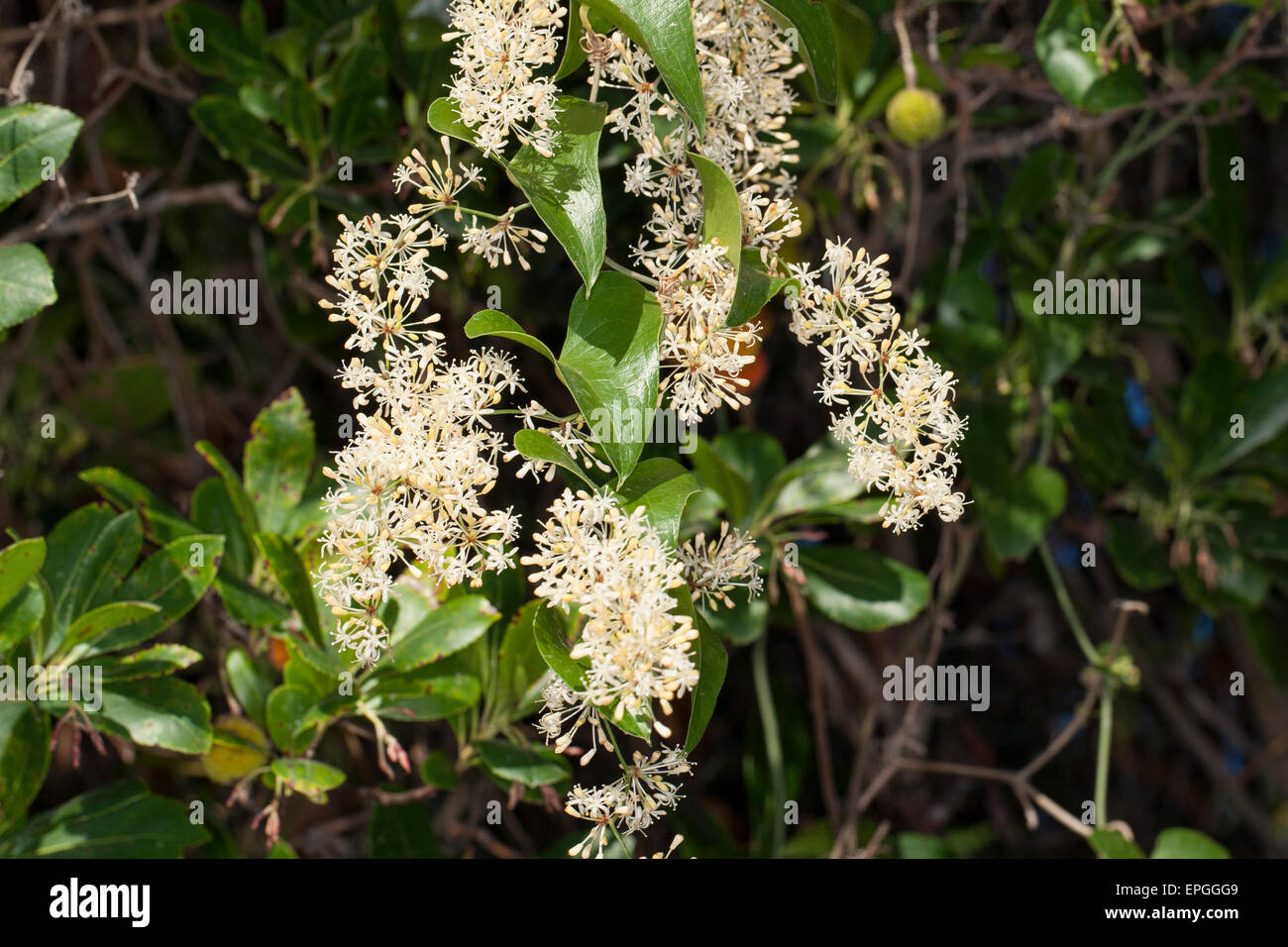 Rough bindweed, Raue Stechwinde, Rauhe Stechwinde, Smilax aspera, sarsaparille Stock Photo