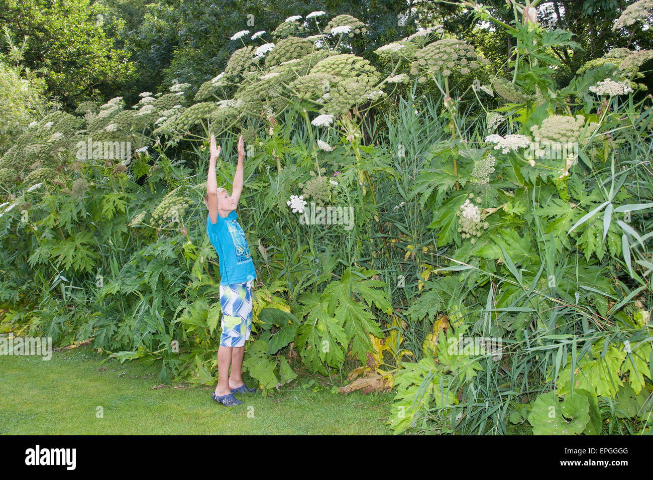 Giant hogweed, giant cow parsnip, Riesen-Bärenklau, Riesenbärenklau, Herkulesstaude, Heracleum mantegazzianum, H. giganteum Stock Photo