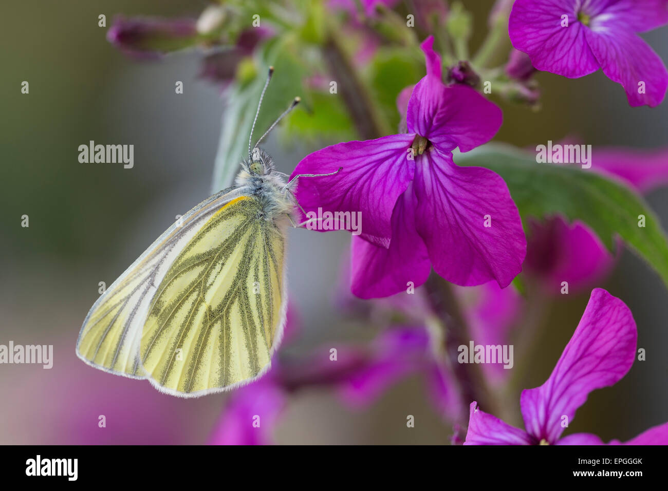Green-veined White, Green Veined White, Raps-Weißling, Rapsweissling, Grünader-Weißling, Pieris napi, Pieris napae Stock Photo