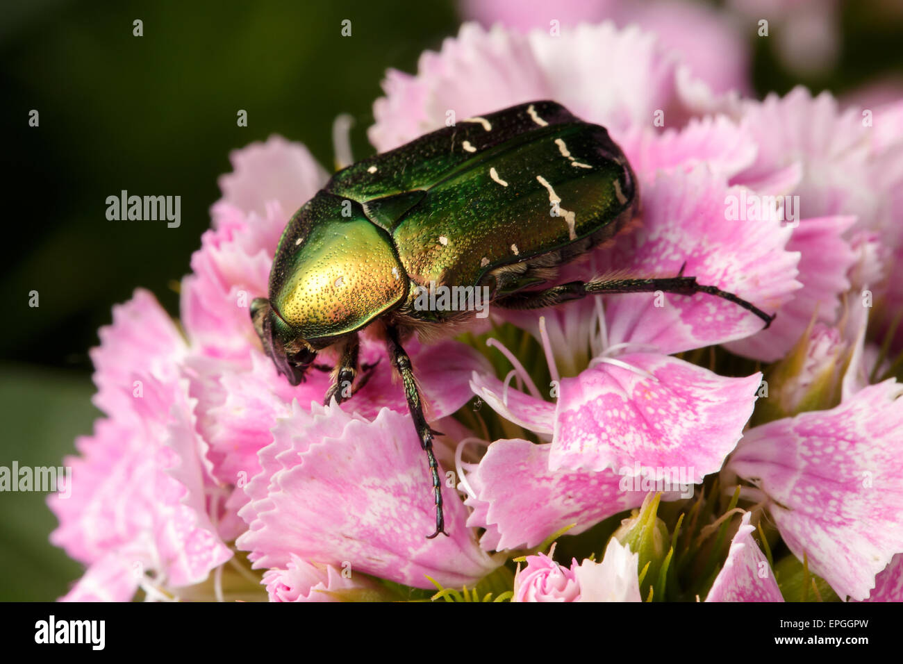 chafer on pink flower Stock Photo Alamy