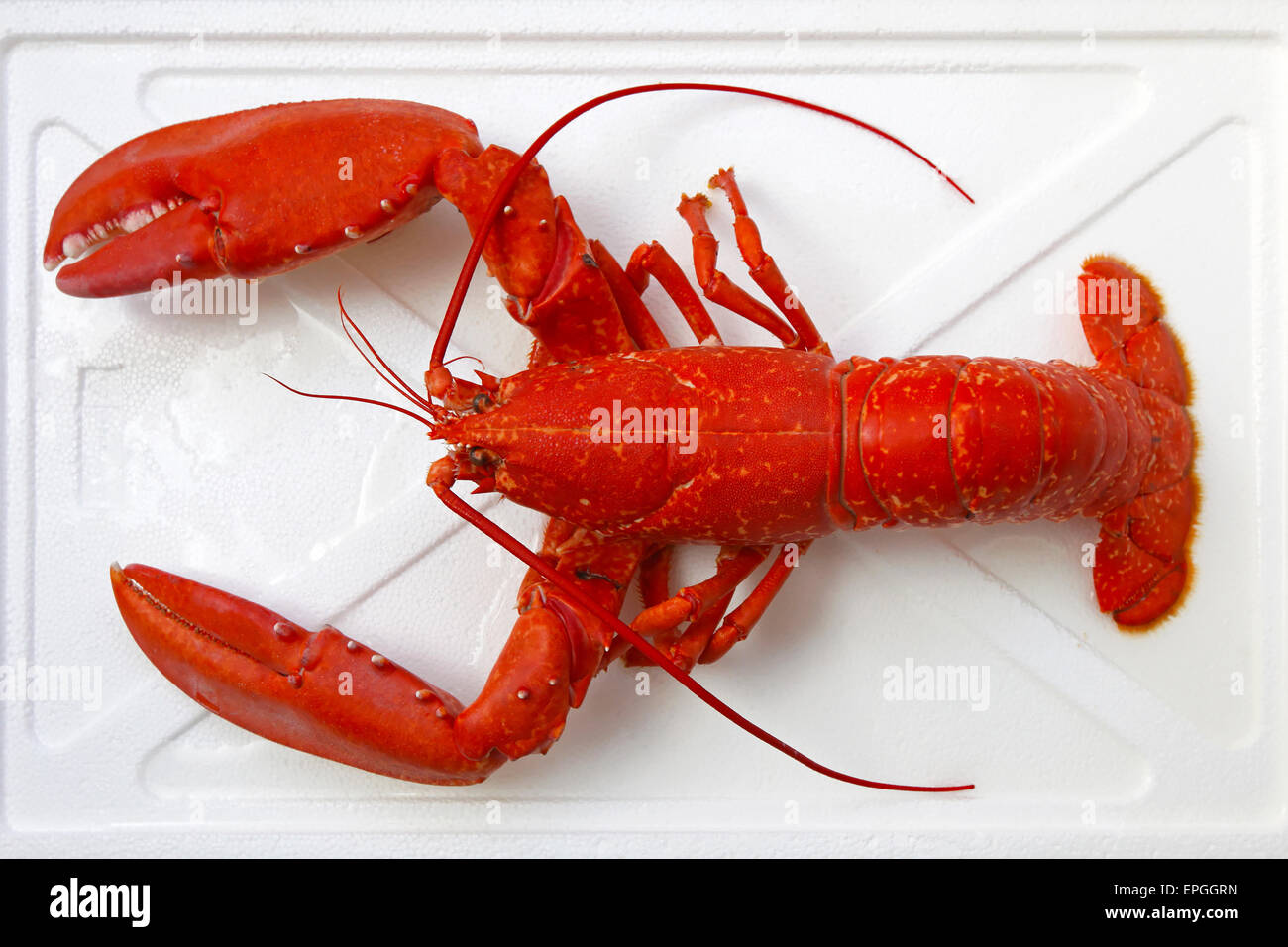 Lobster Stock Photo - Alamy