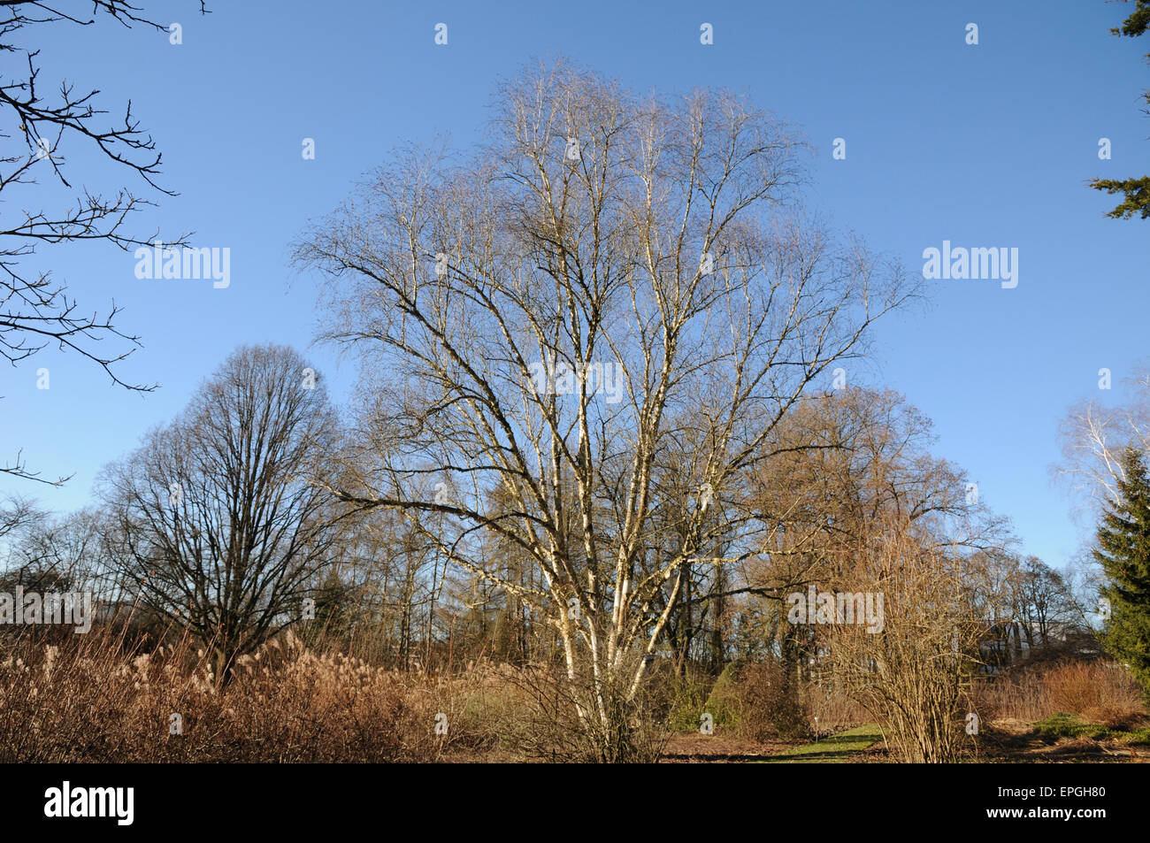 Himalayan birch Stock Photo - Alamy