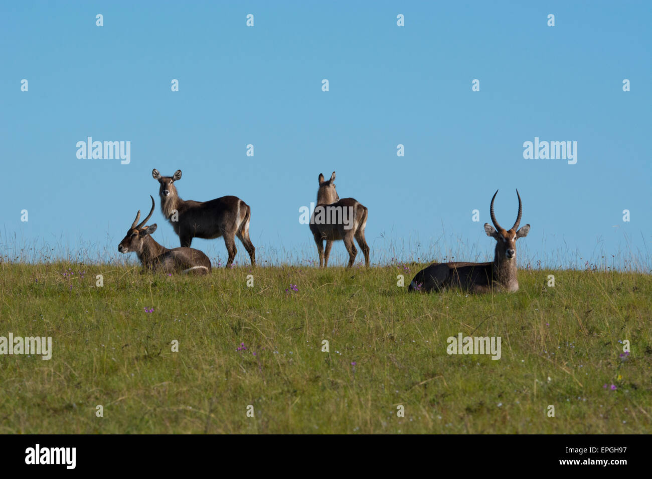 South Africa, Eastern Cape, East London. Inkwenkwezi Game Reserve. Herd of waterbuck (WILD: Kobus ellipsiprymnus). Stock Photo