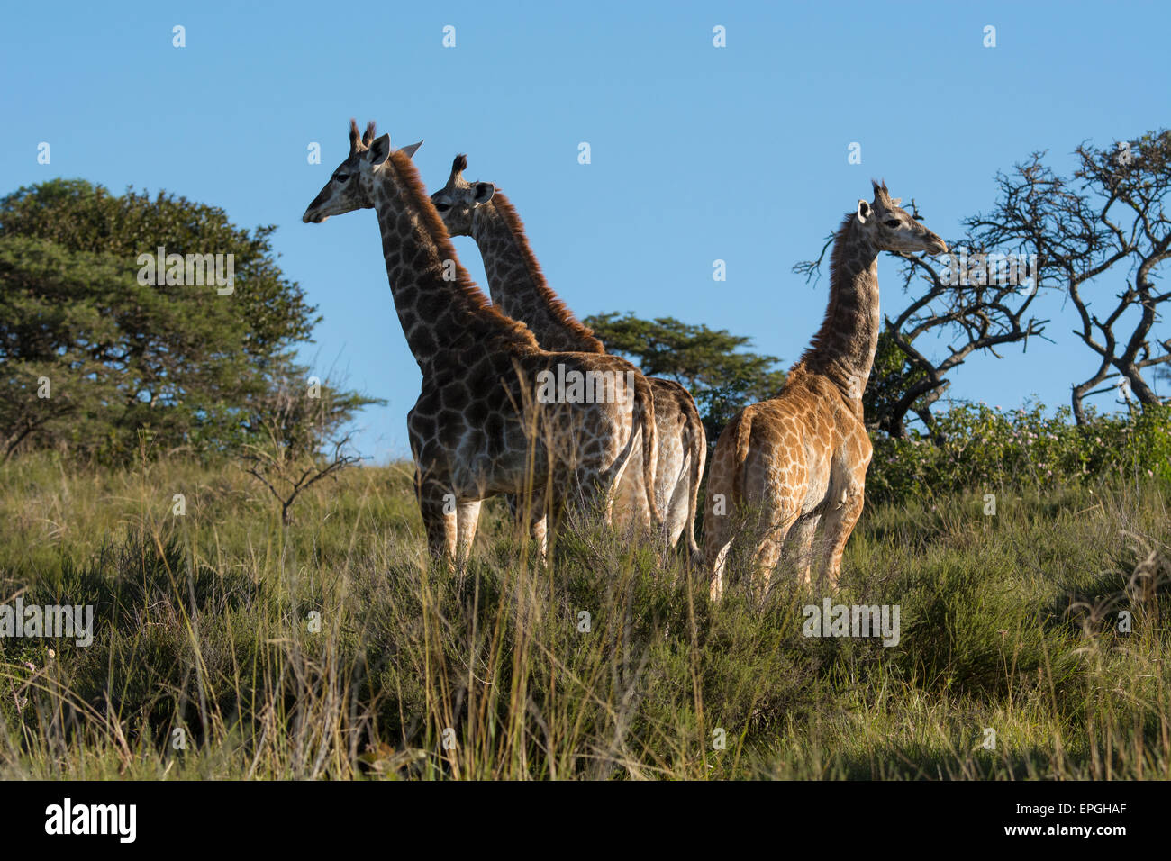 South Africa, Eastern Cape, East London. Inkwenkwezi Game Reserve. Herd of giraffe (Wild: Giraffa camelopardalis) in grasslands. Stock Photo