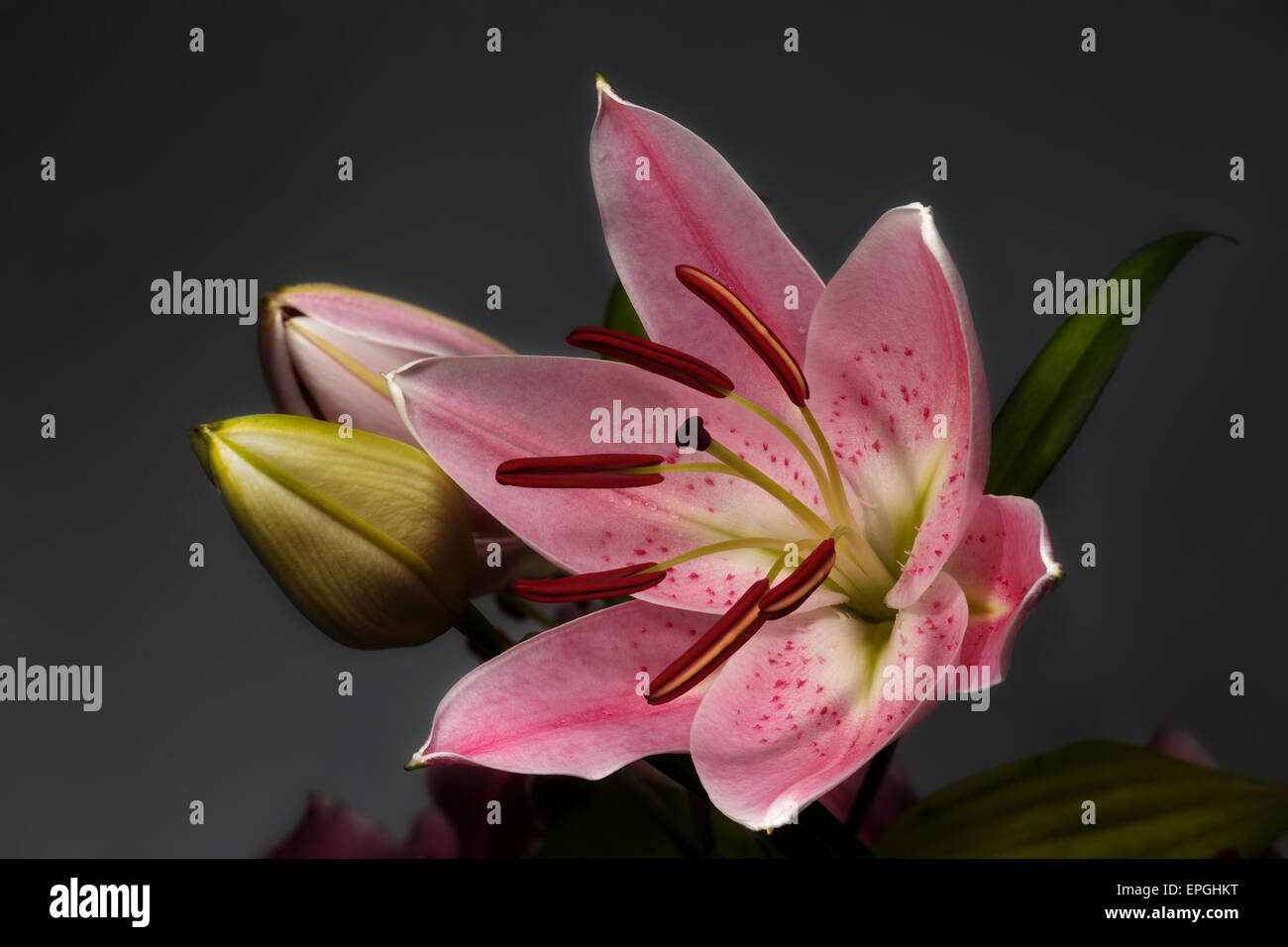 blossoming pink lily flowers Stock Photo