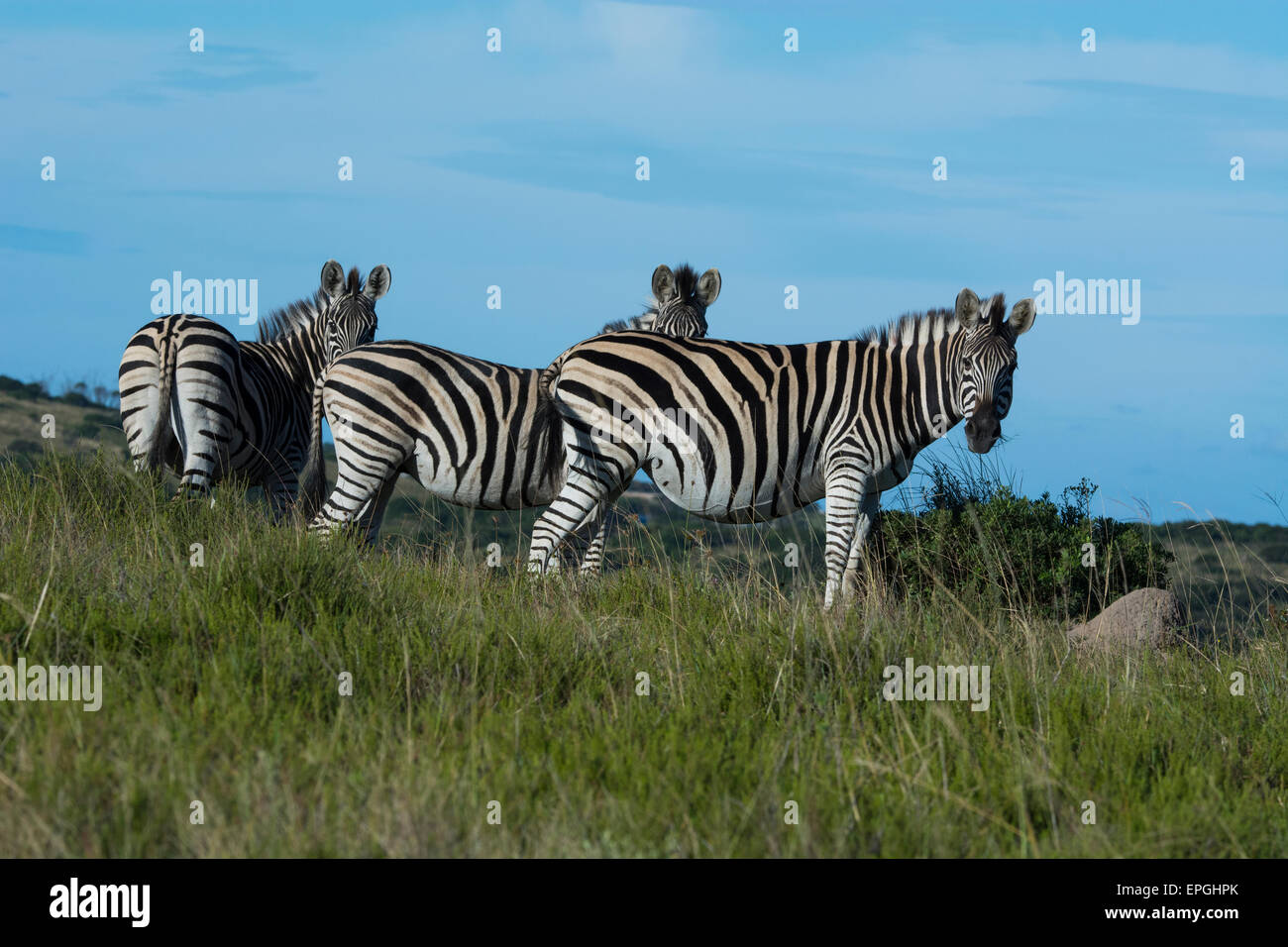 South Africa, Eastern Cape, East London. Inkwenkwezi Game Reserve. The plains zebra (Equus quagga, formerly Equus burchellii). Stock Photo