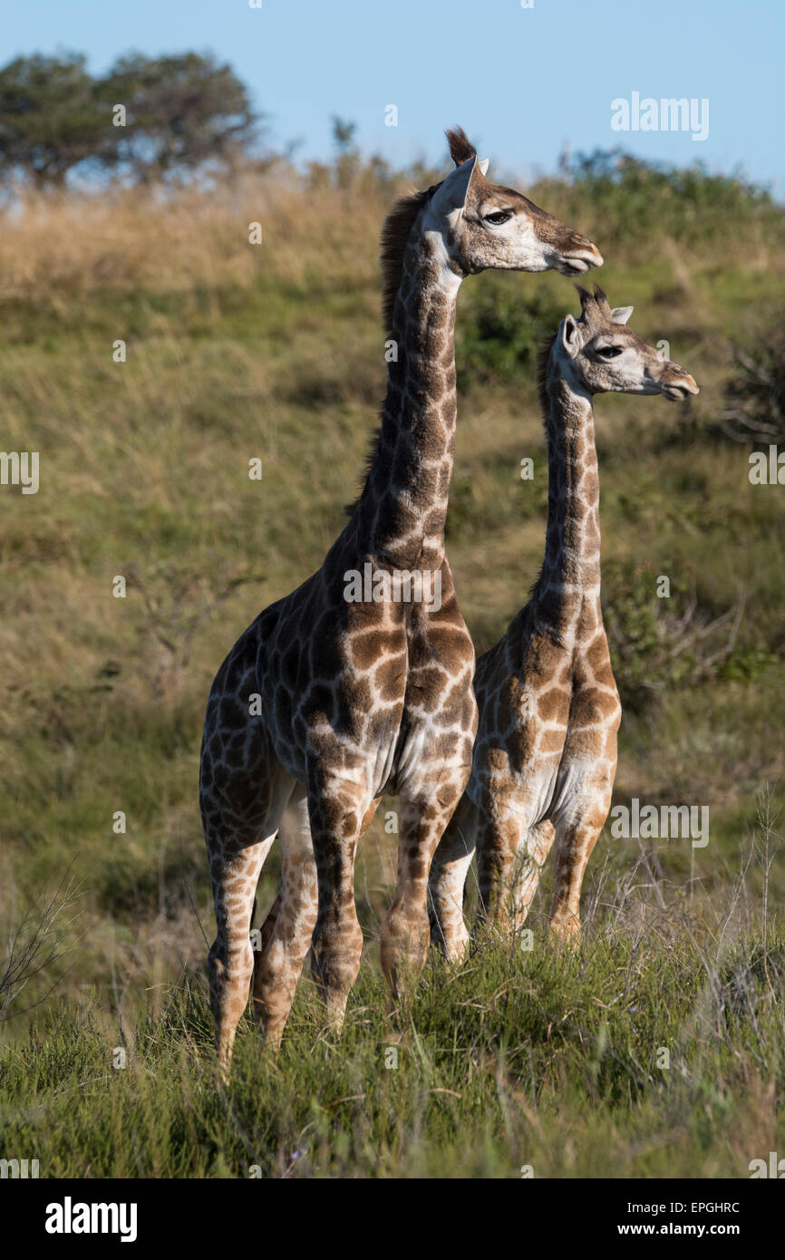 South Africa, Eastern Cape, East London. Inkwenkwezi Game Reserve. Giraffe (Wild: Giraffa camelopardalis) in grassland habitat. Stock Photo