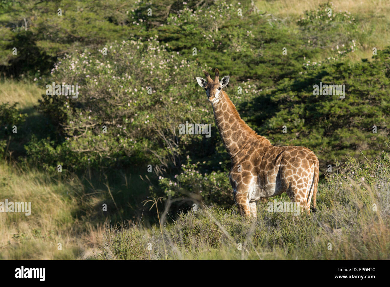 South Africa, Eastern Cape, East London. Inkwenkwezi Game Reserve. Young giraffe (Wild: Giraffa camelopardalis) in grasslands. Stock Photo