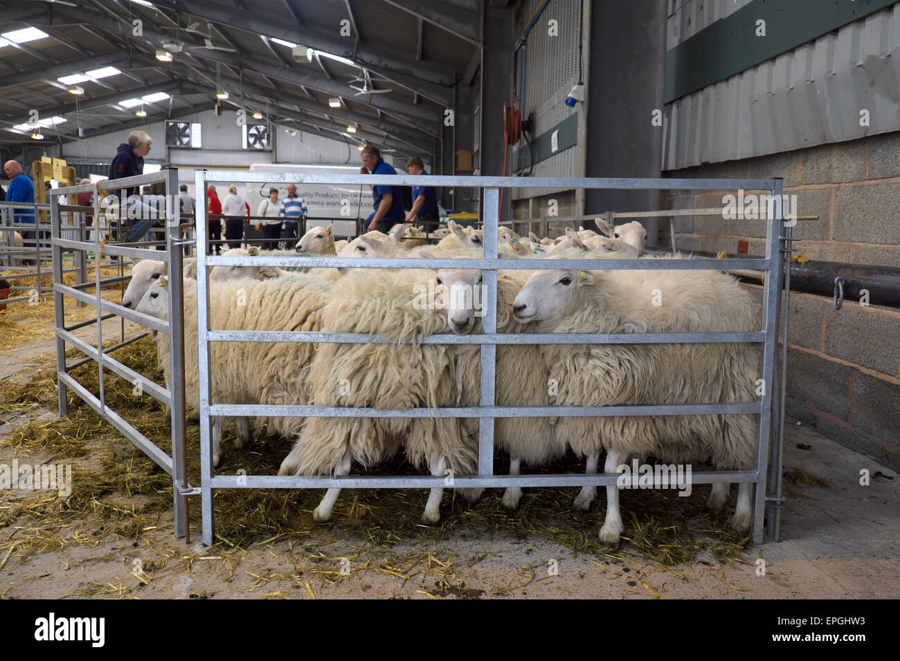 Welsh Hill sheep penned at the Royal Welsh Spring Festival waiting to be sheared Stock Photo