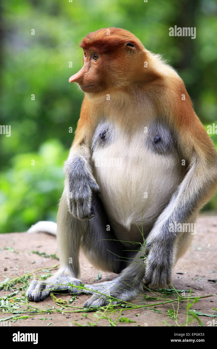 Proboscis Monkeys Brunei Hi-res Stock Photography And Images - Alamy