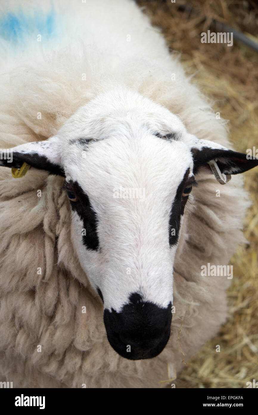 White sheep with black markings hires stock photography and images Alamy