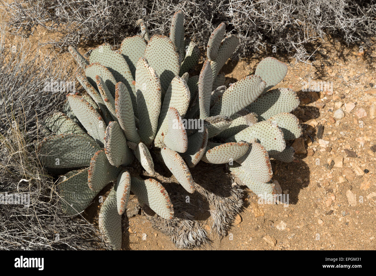 A photograph of some Beavertail Cactus (Opuntia basilaris) in the Joshua Tree National Park, in California, USA. Stock Photo