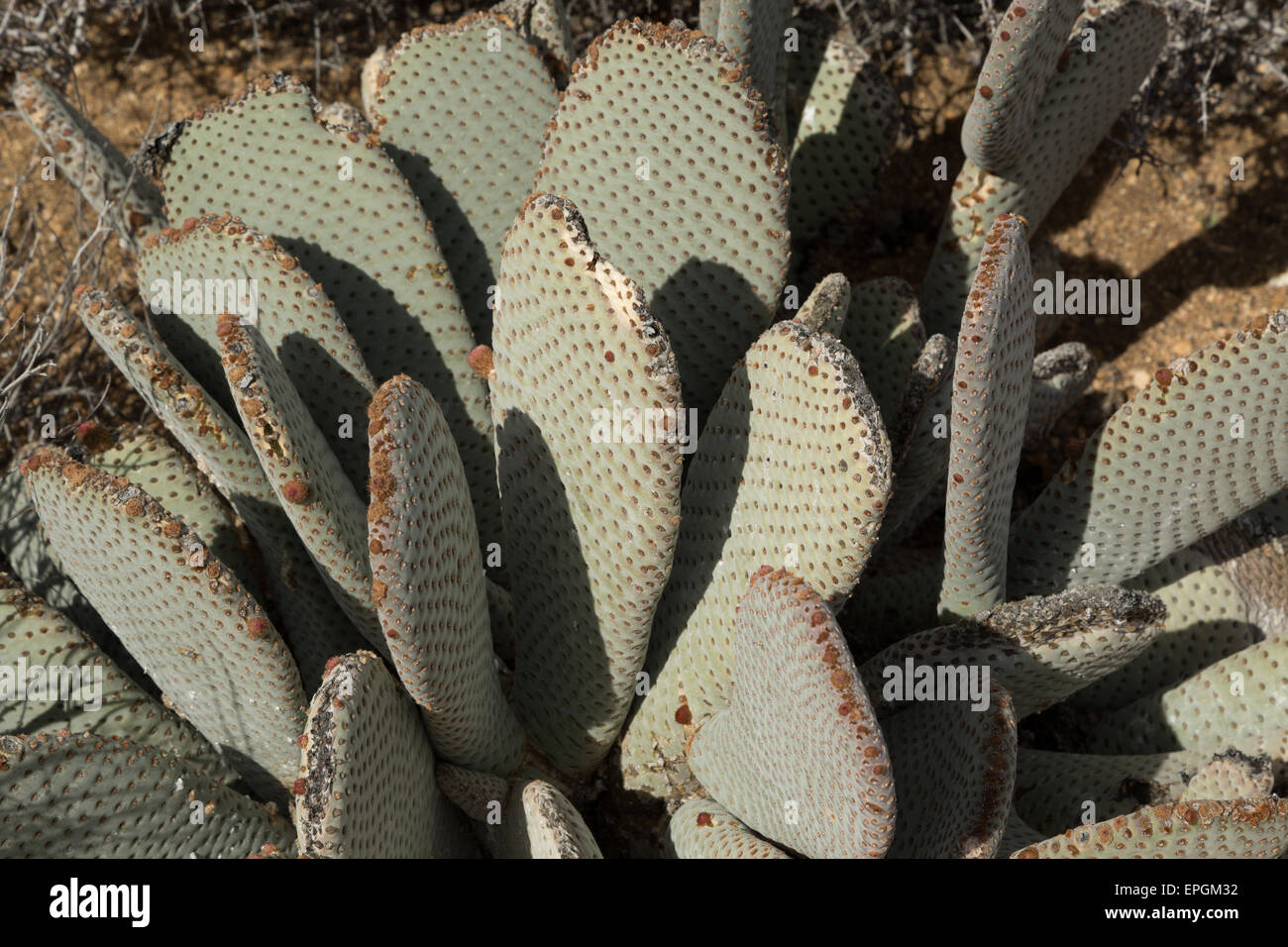 A photograph of some Beavertail Cactus (Opuntia basilaris) in the Joshua Tree National Park, in California, USA. The Beavertail Stock Photo