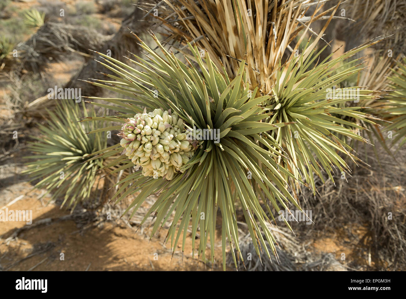 A photograph of a Joshua Tree blooming in Joshua Tree National Park