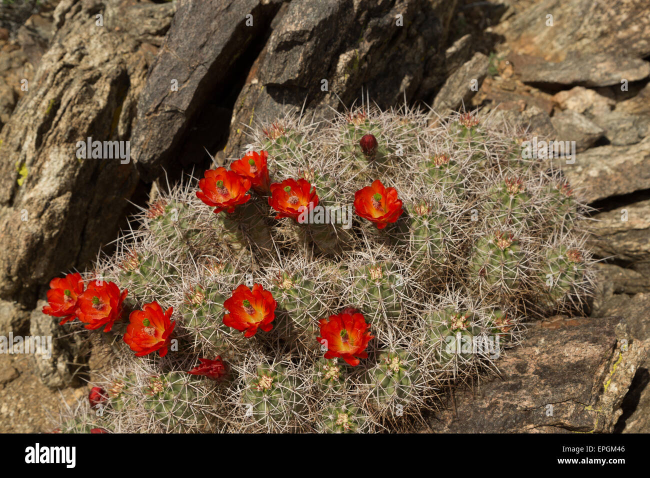A photograph of a cactus in bloom with red flowers in the Joshua Tree National Park, in California, USA. Stock Photo
