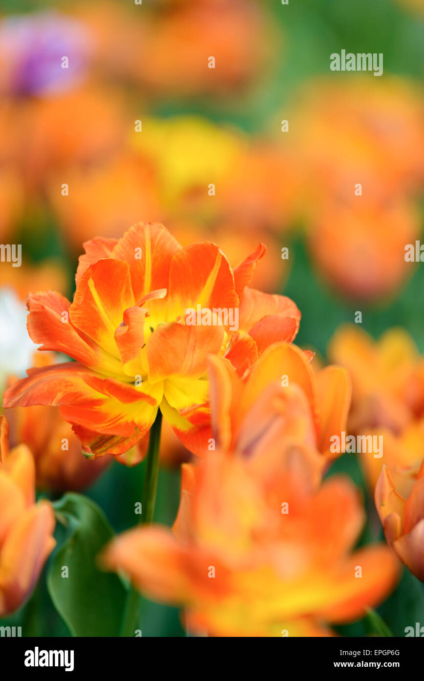Flowers: yellow tulips in the garden, blurred motley background Stock Photo