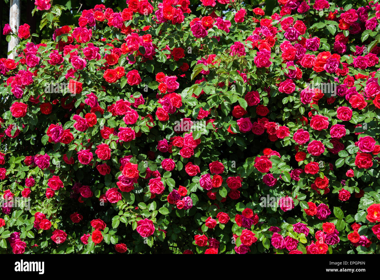 Bush of roses on bright summer day Stock Photo - Alamy