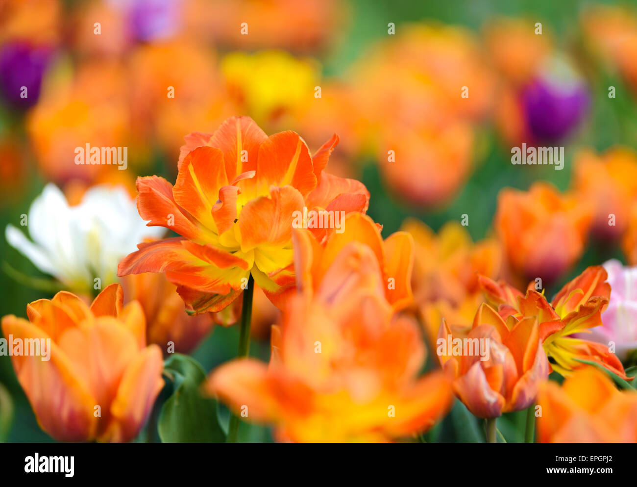 Flowers: yellow tulips in the garden, blurred motley background Stock Photo