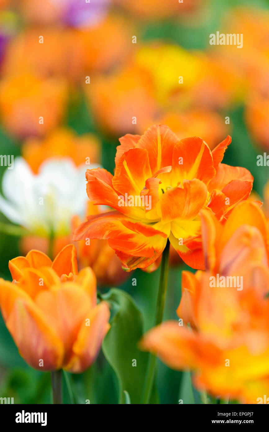 Flowers: yellow tulips in the garden, blurred motley background Stock Photo