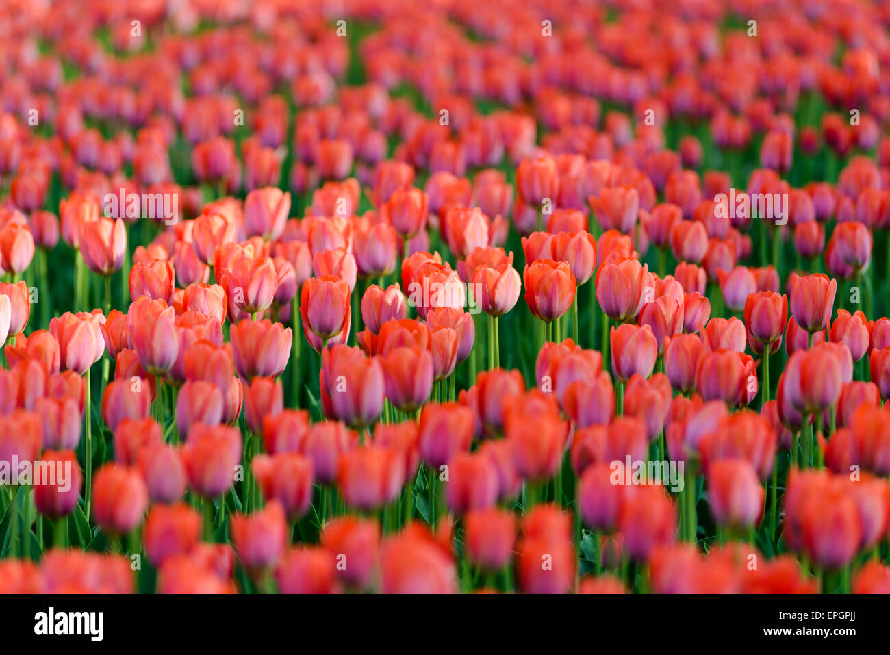 Flowers: red tulips in the garden, blurred background Stock Photo