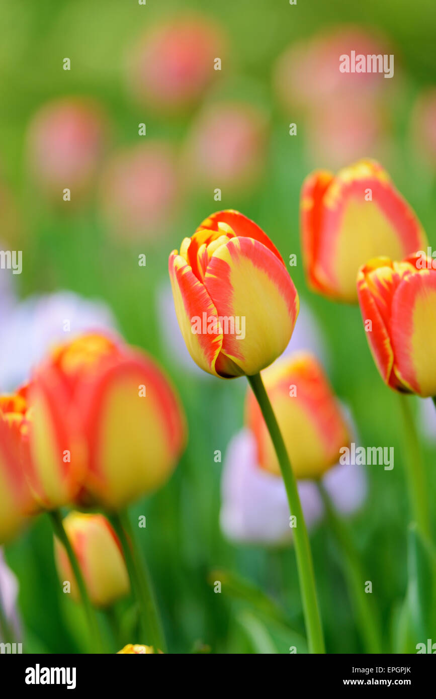 Flowers: yellow tulips in the garden, blurred background Stock Photo