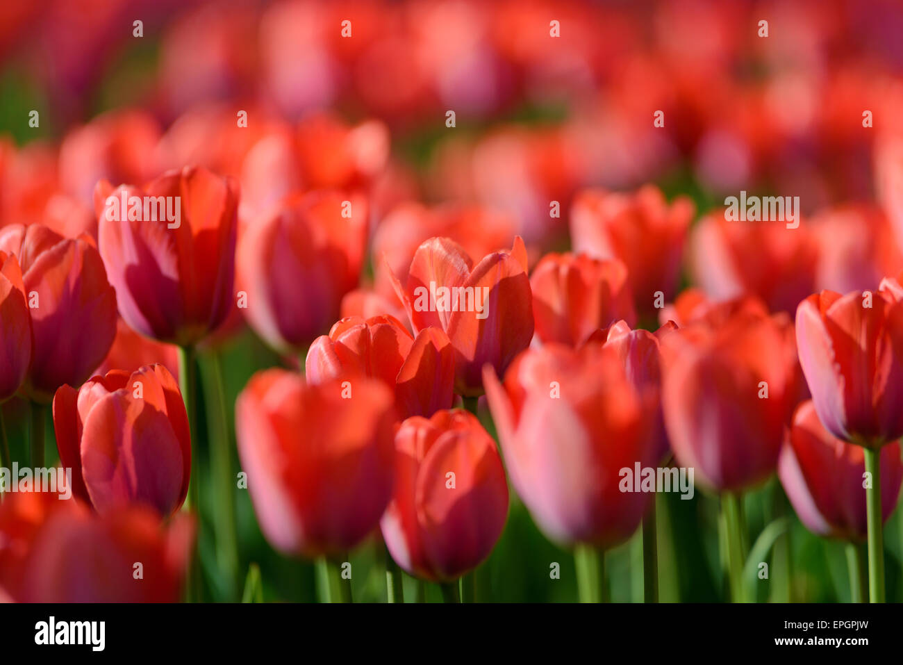 Flowers: red tulips in the garden, blurred background Stock Photo